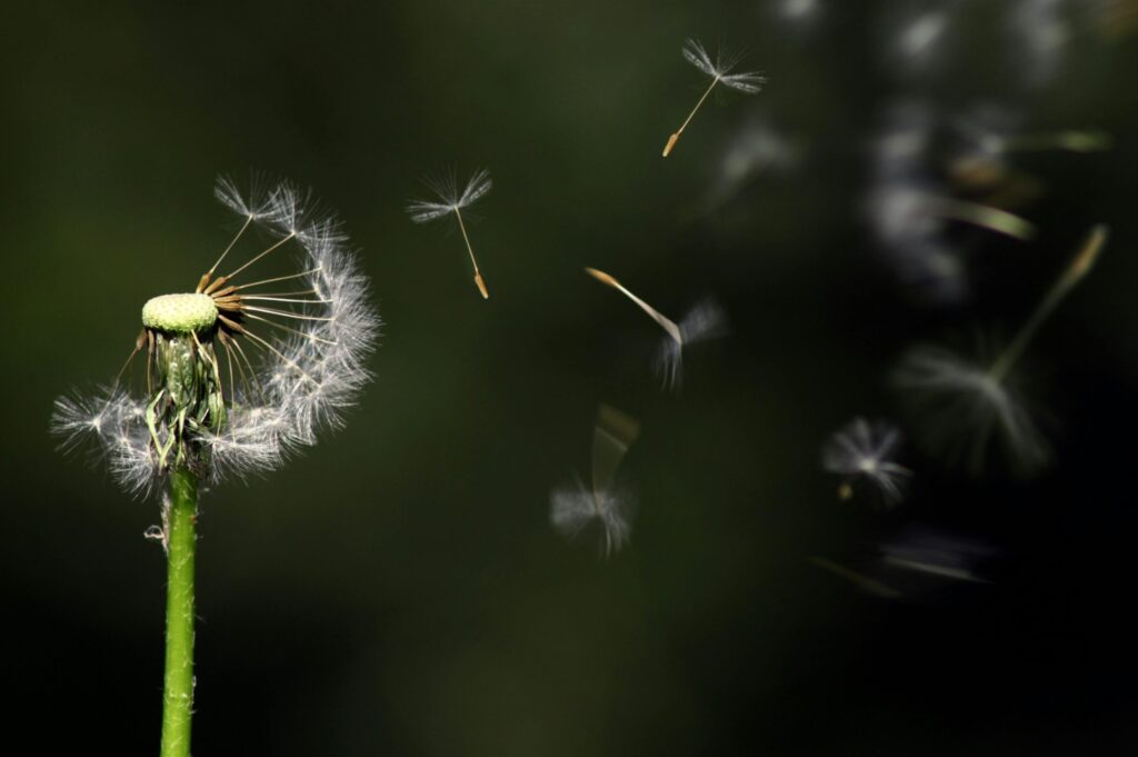 Perché le Allergie sono piú comuni in Primavera?